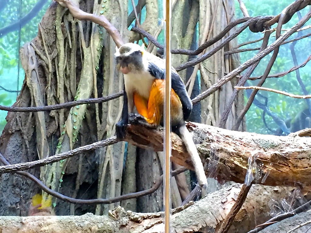 Bronx Zoo