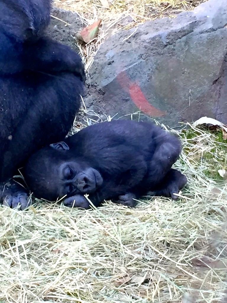 Bronx Zoo