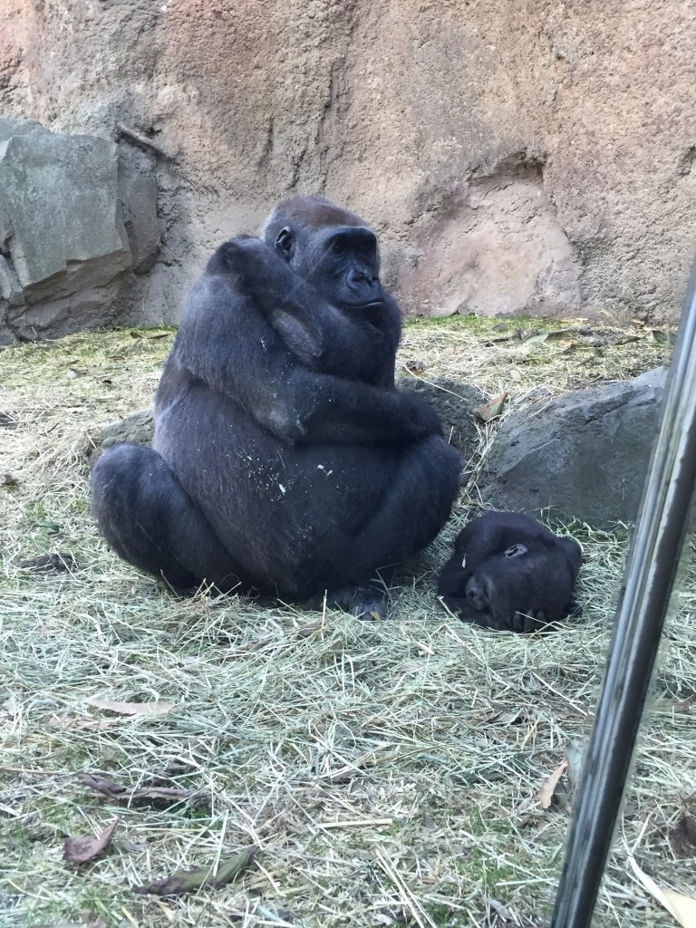 Bronx Zoo