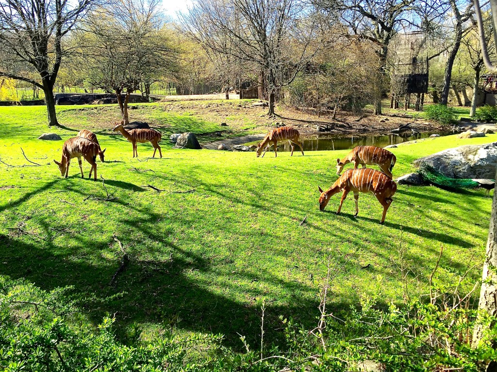 Bronx Zoo