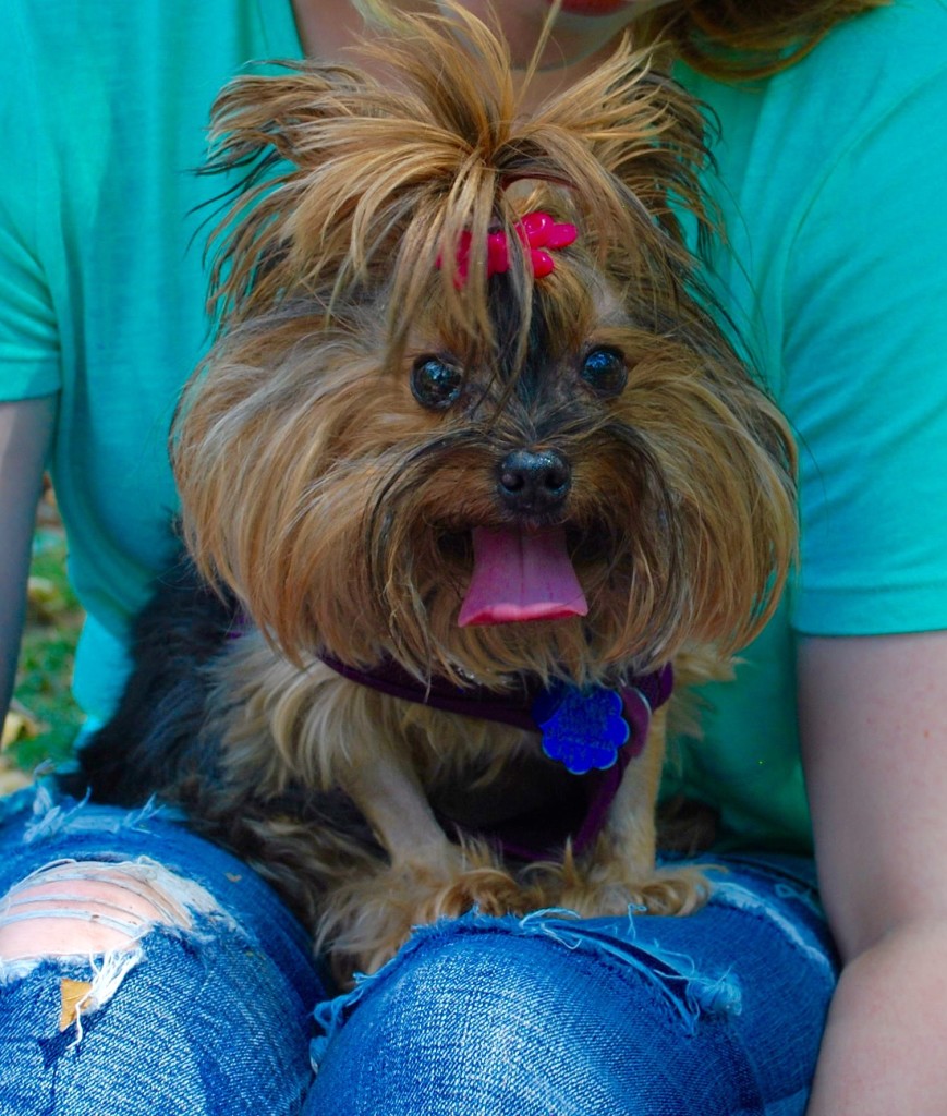 Pixie Stick the Yorkie