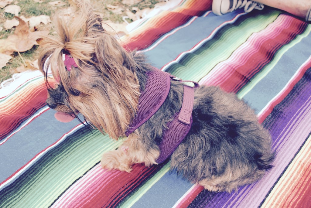 Pixie Stick the Yorkie