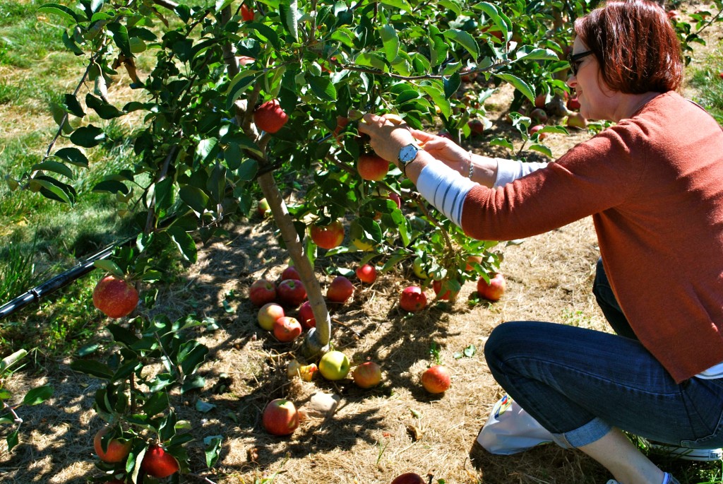 Harbes Orchard