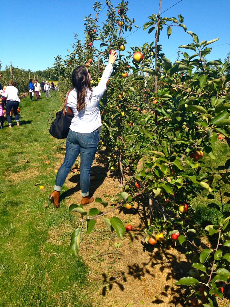 Harbes Orchard