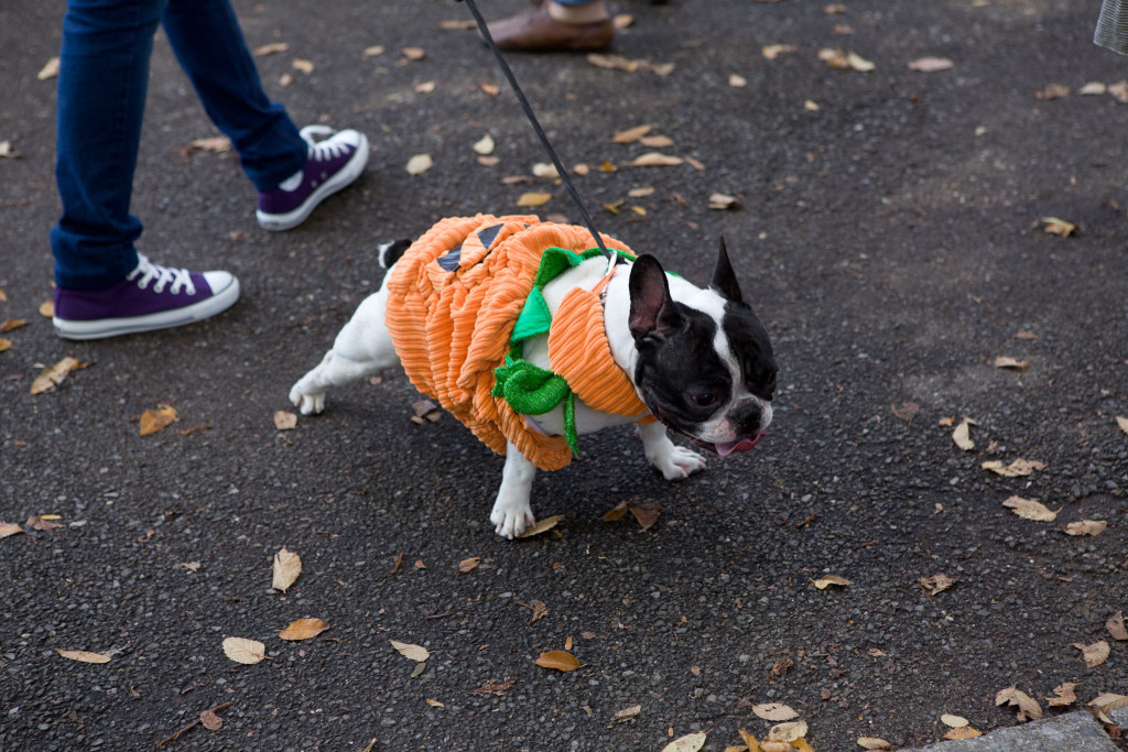 Halloween Dog Parade