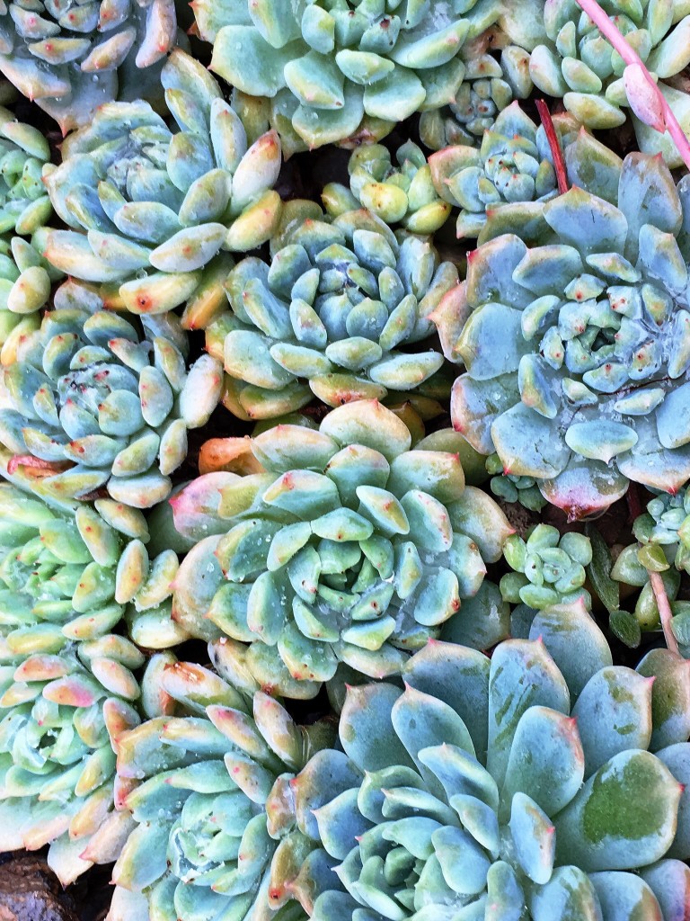 succulents