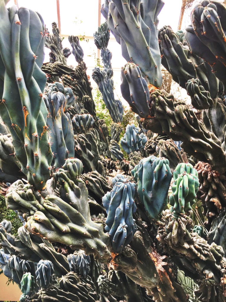 cactus 