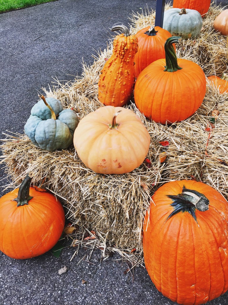 pumpkins