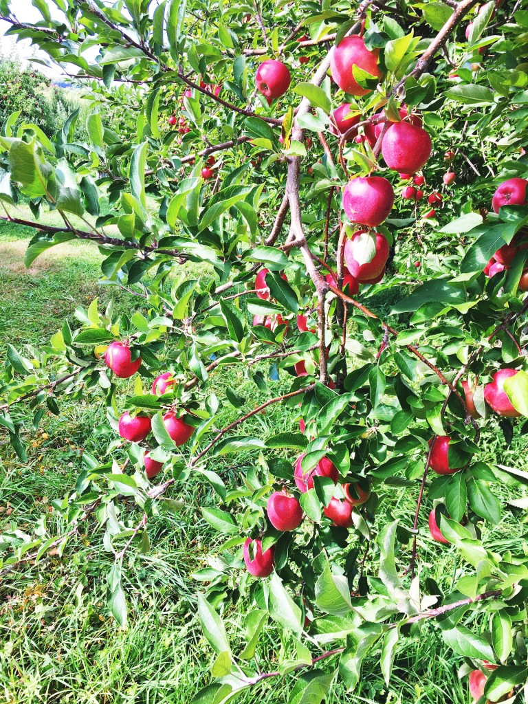 Apple Picking