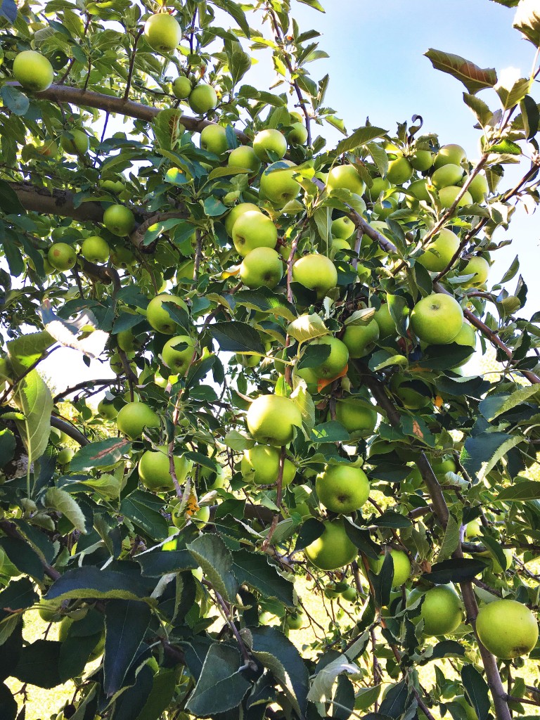 Apple Picking