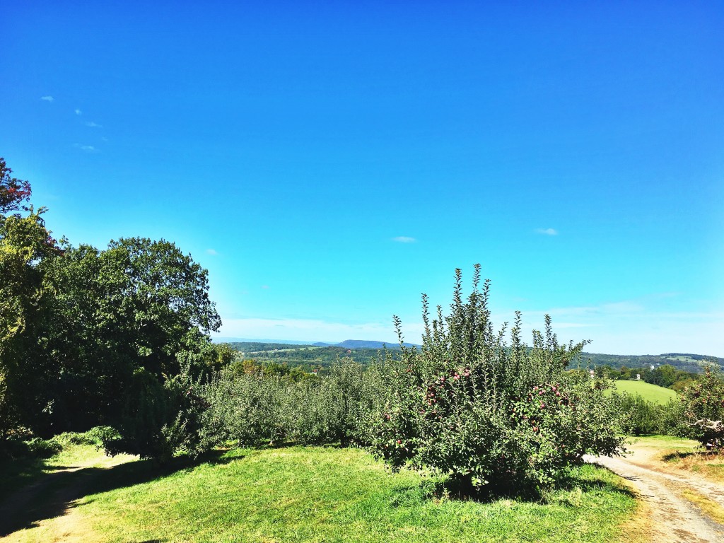 Apple Picking