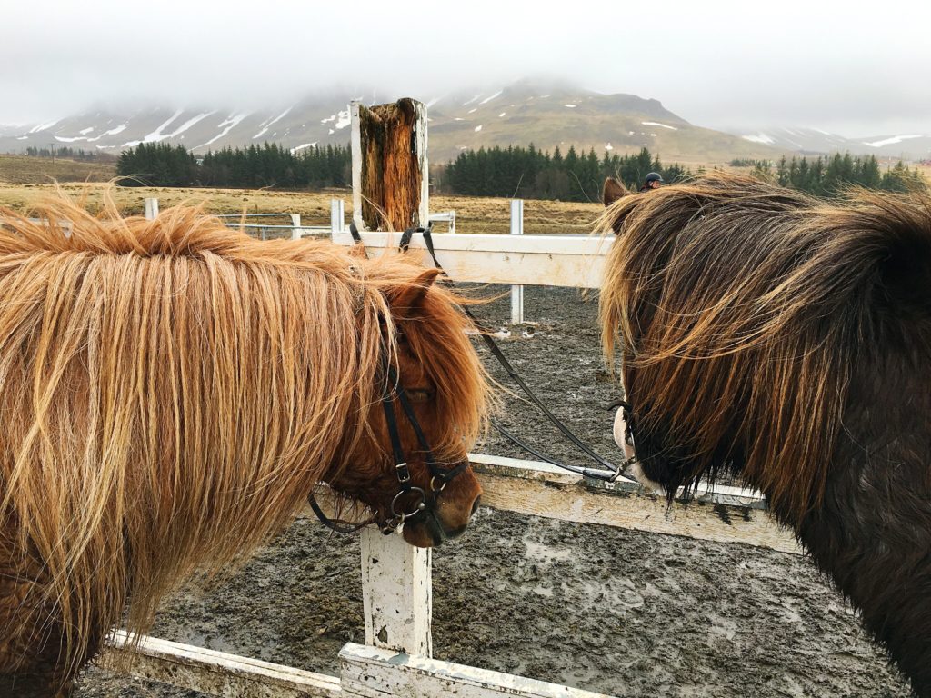 Reykjavik | Iceland