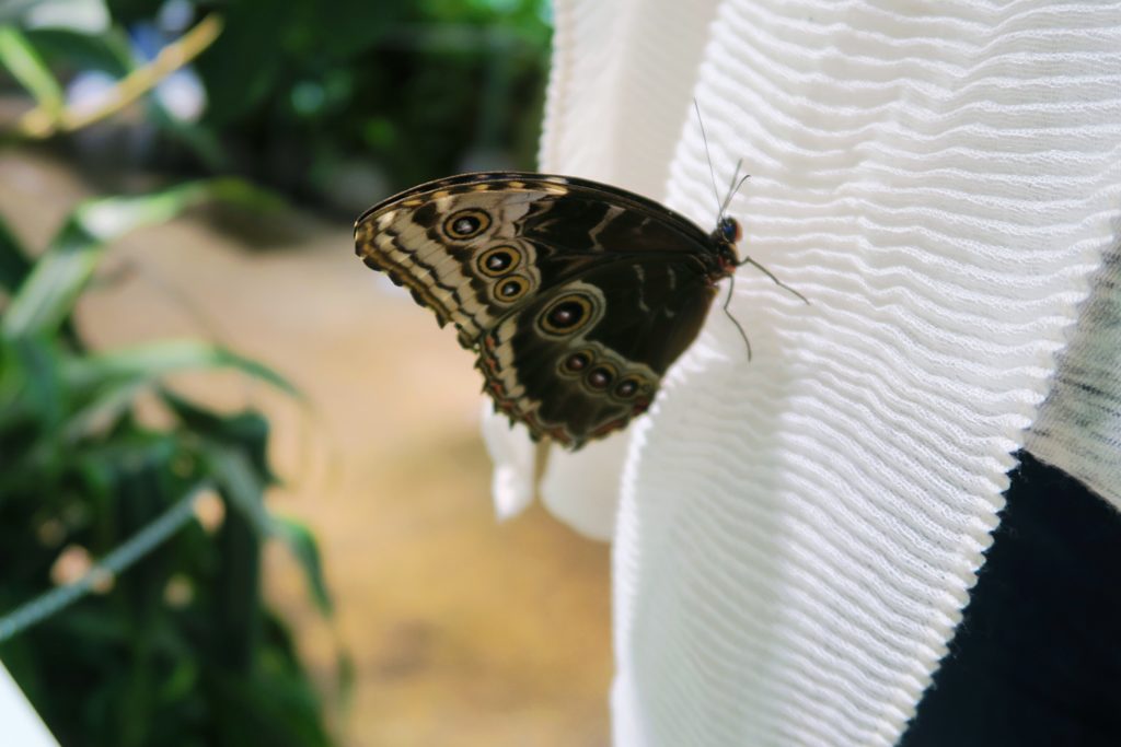 Natural History Museum