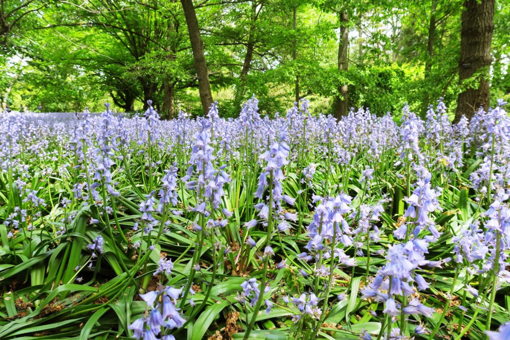 Brooklyn Botanic Garden