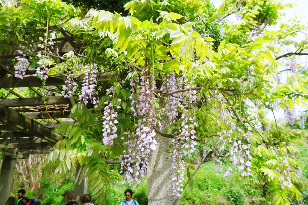 Brooklyn Botanic Garden