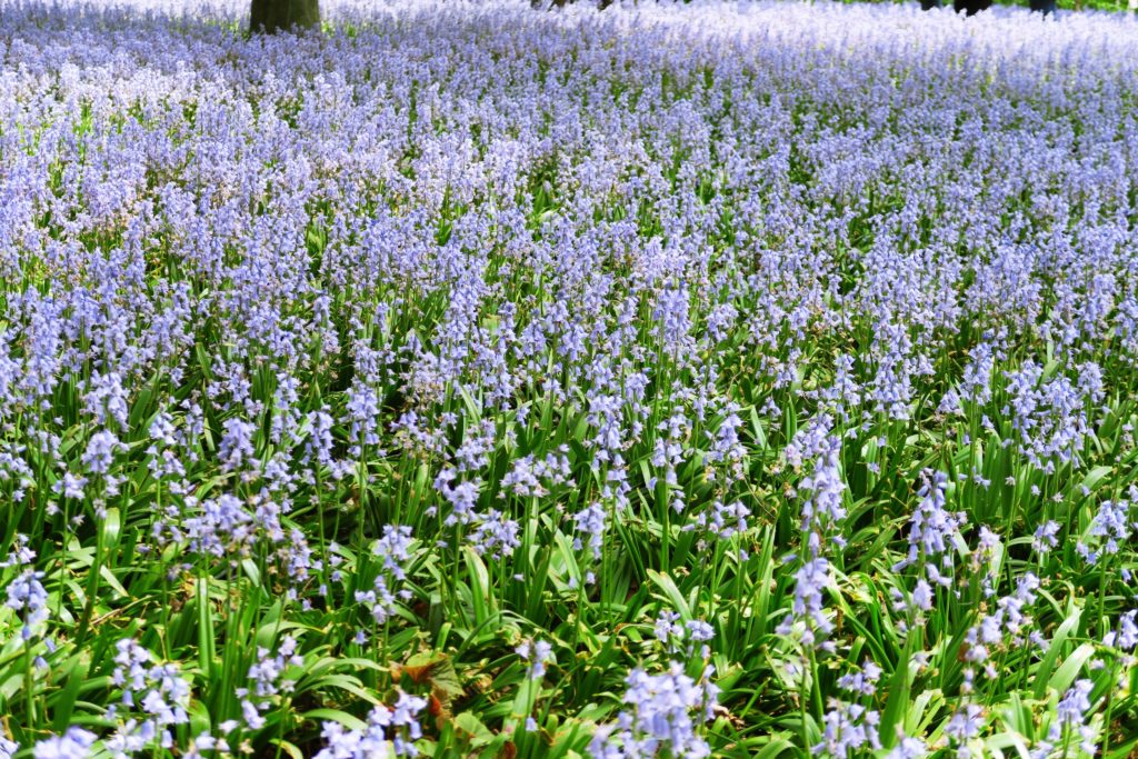 Brooklyn Botanic Garden