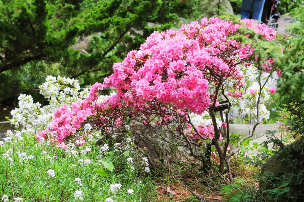 Brooklyn Botanic Garden