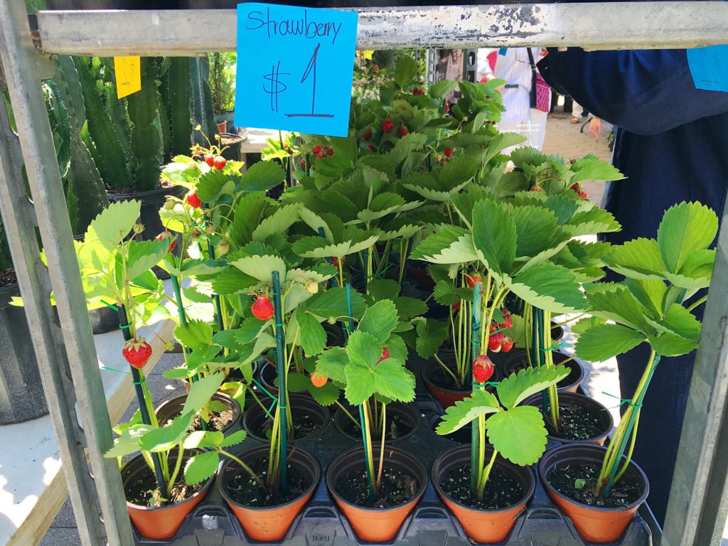 Union Square Greenmarket