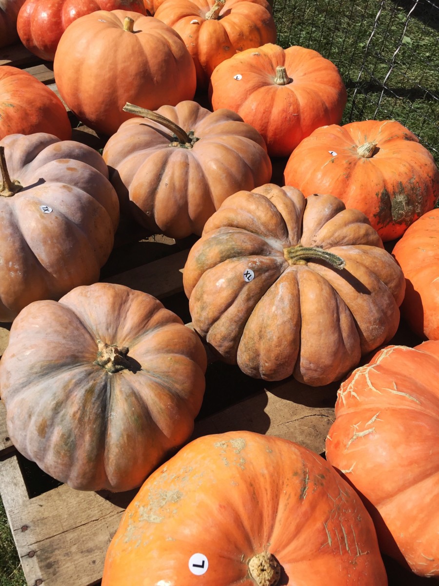 Apple Picking | Harvest Moon Farm & Orchard