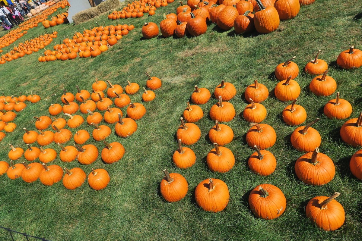 Apple Picking | Harvest Moon Farm & Orchard