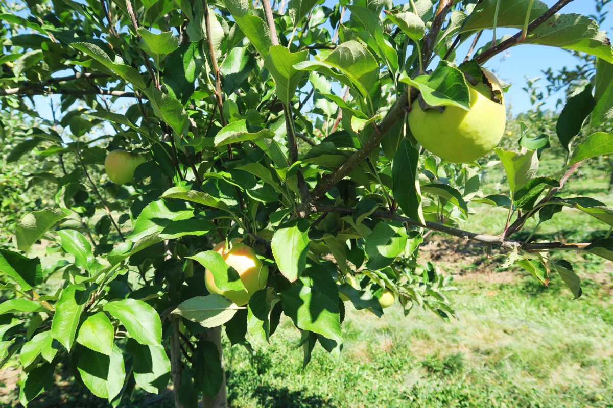 Apple Picking | Harvest Moon Farm & Orchard