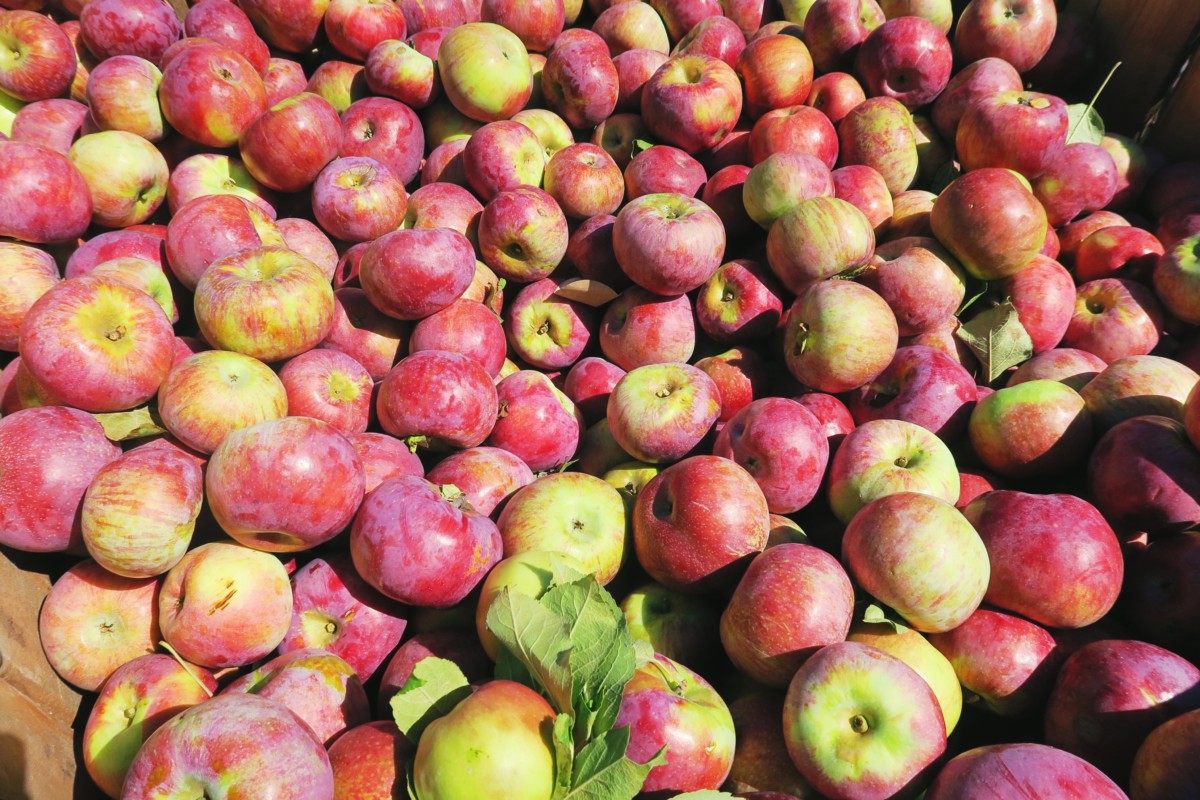 Apple Picking | Harvest Moon Farms