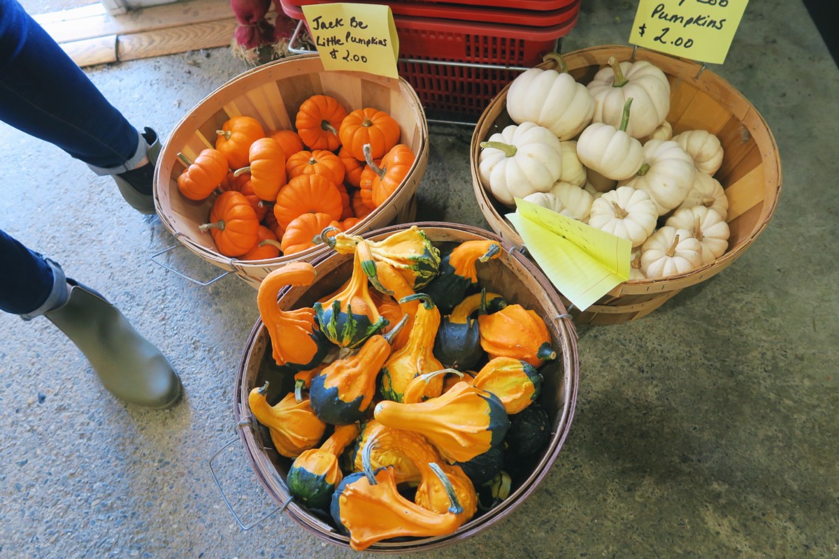 Apple Picking | Harvest Moon Farm & Orchard