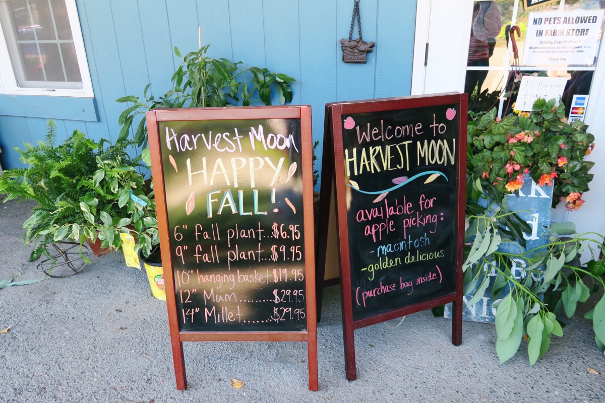 Apple Picking | Harvest Moon Farm & Orchard