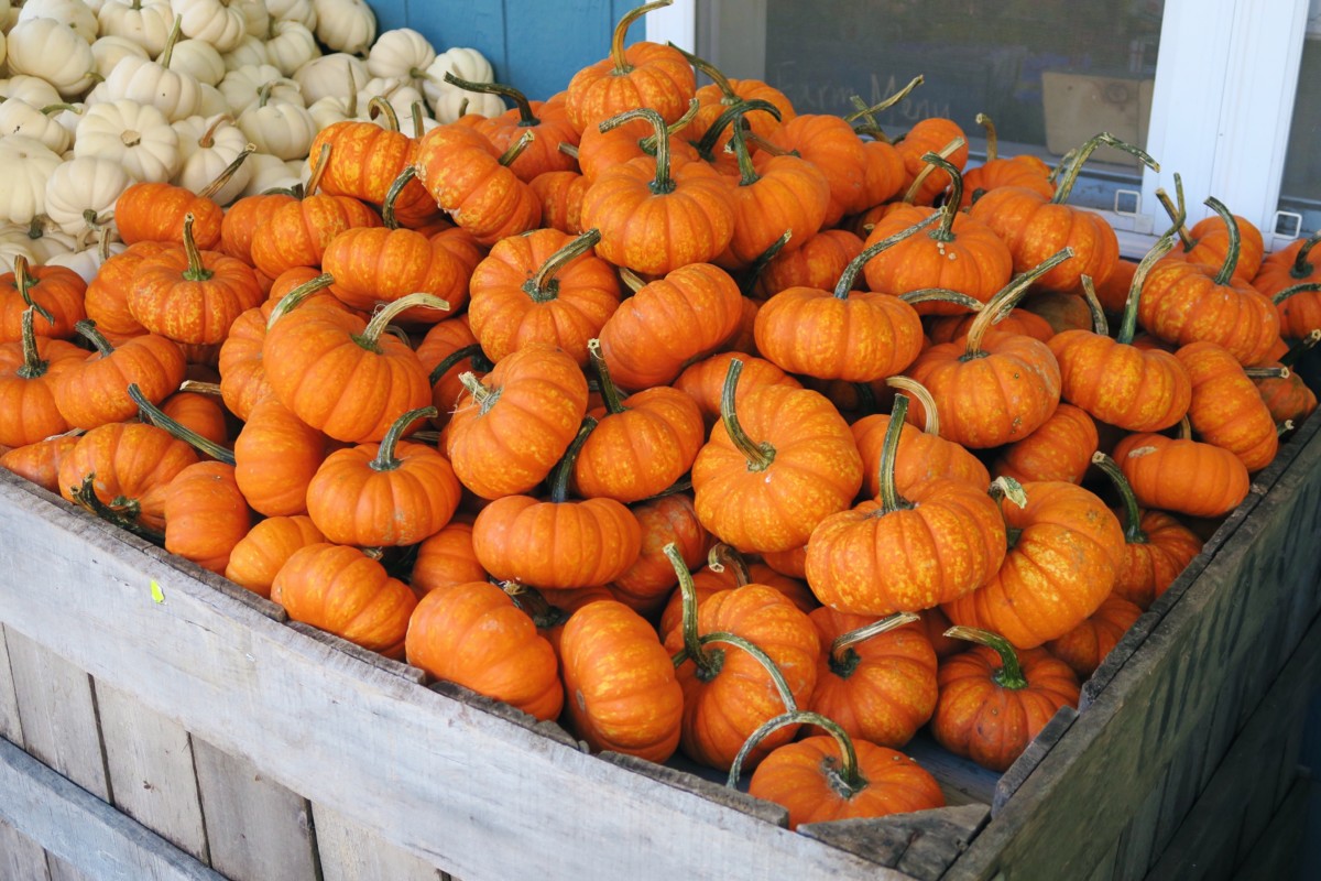 Apple Picking | Harvest Moon Farm & Orchard