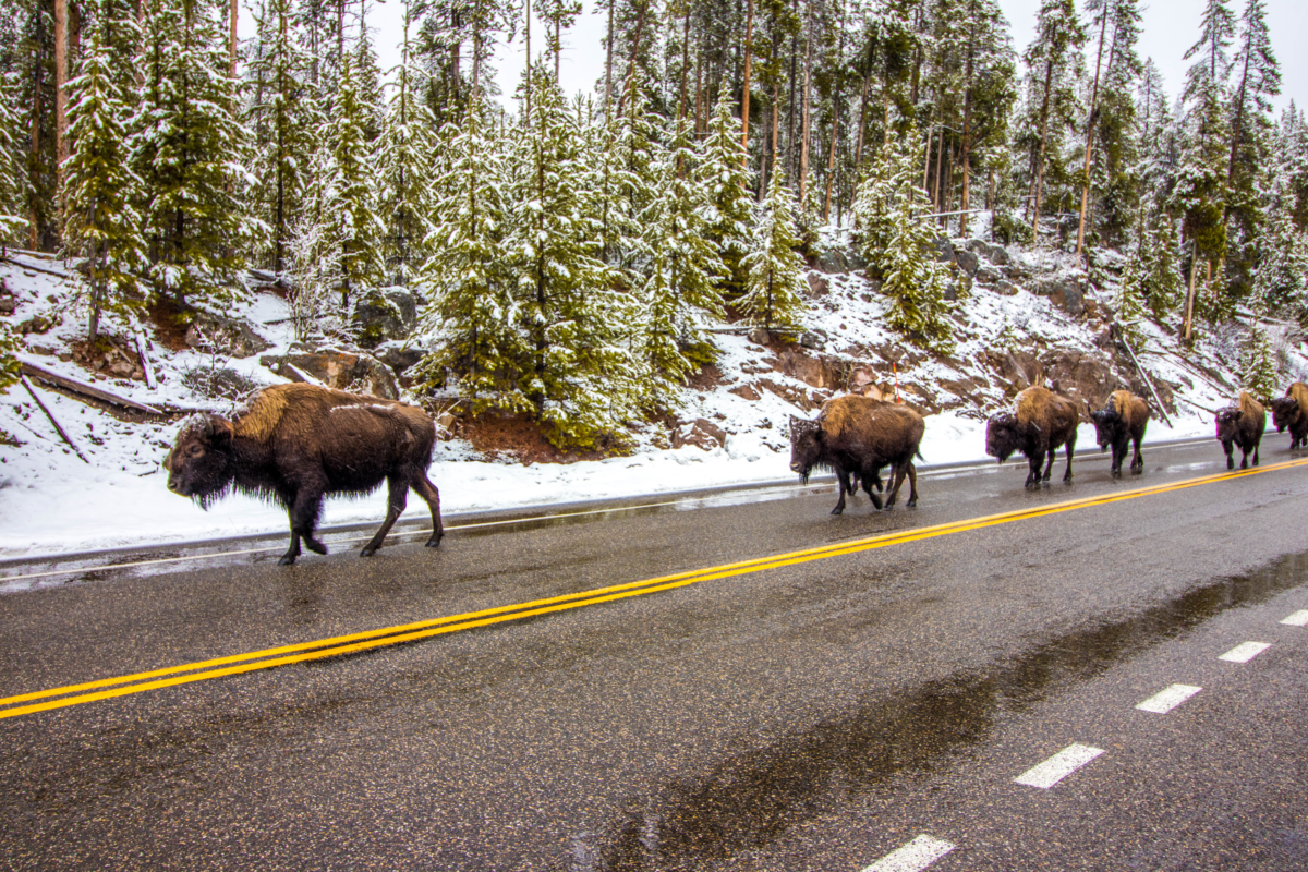 Yellowstone National Park