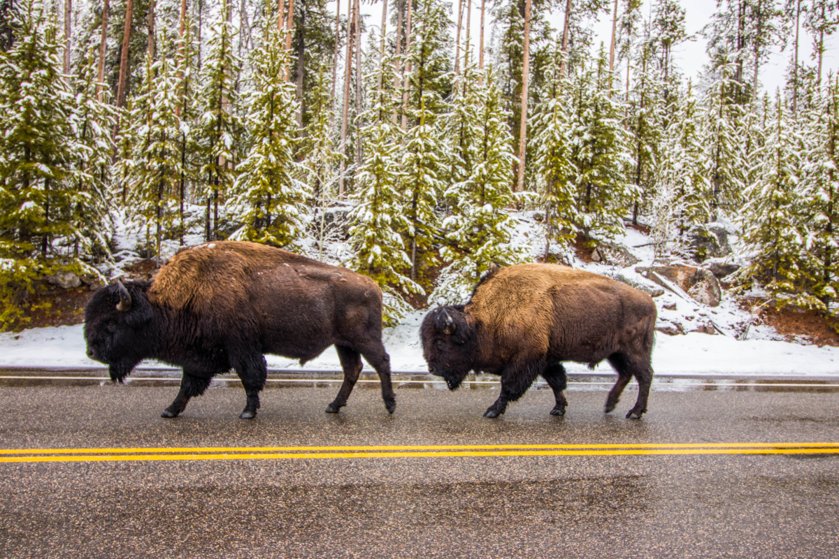 Yellowstone National Park