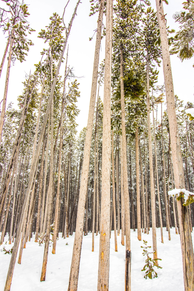 Yellowstone National Park