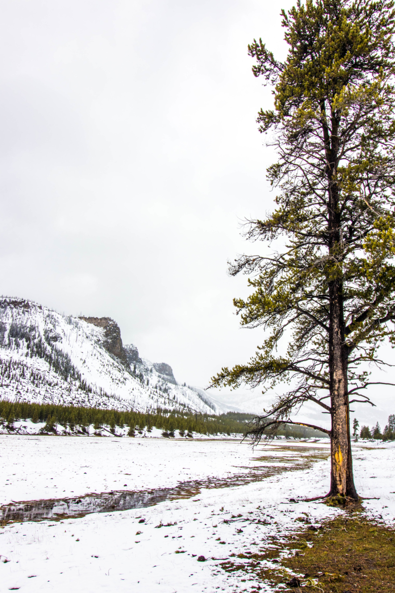 Yellowstone National Park