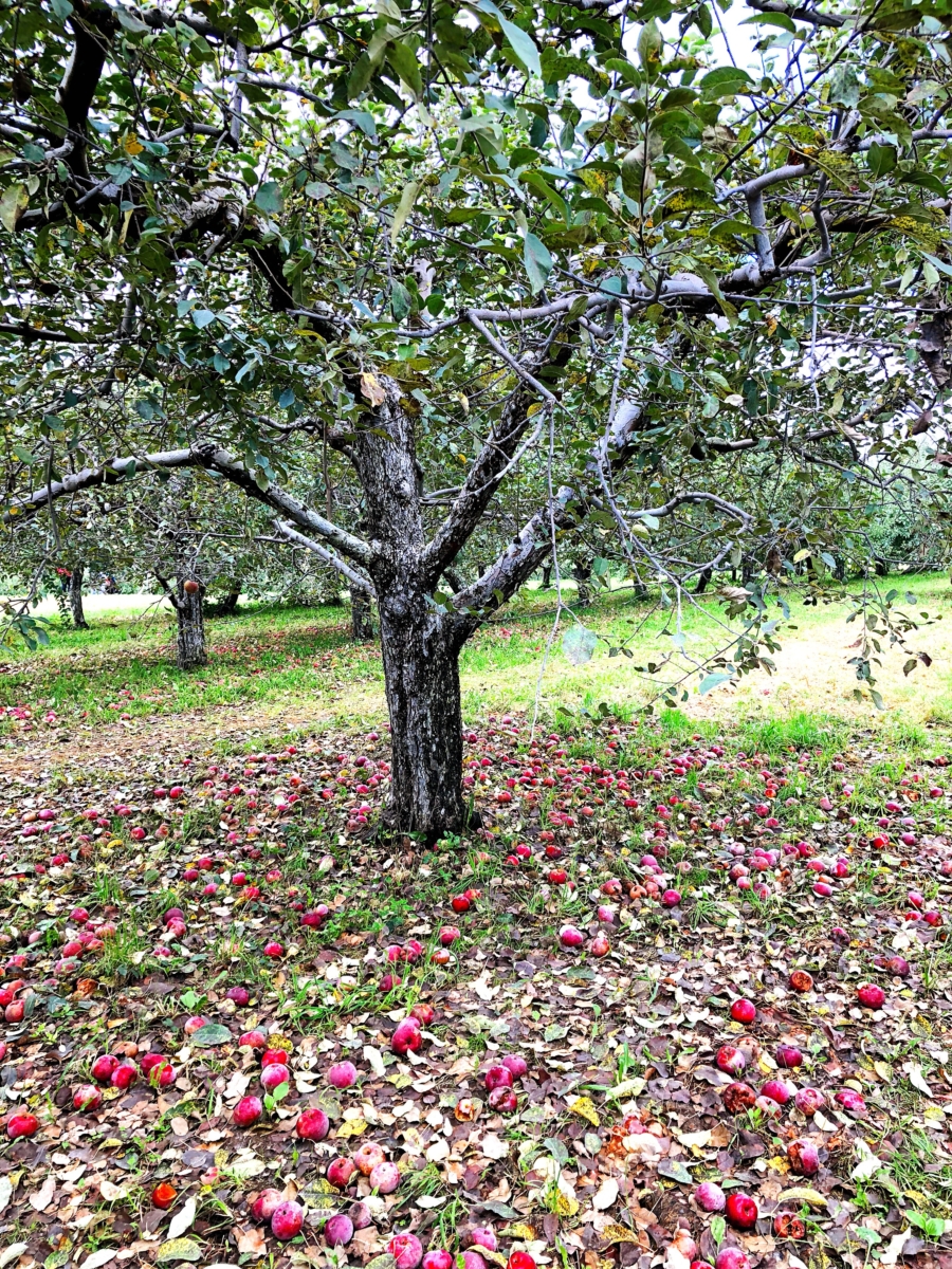 Apple Picking Upstate, NY