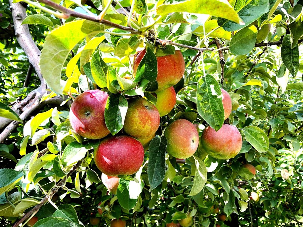 Apple Picking Upstate, NY