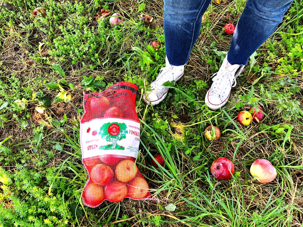 Apple Picking Upstate, NY