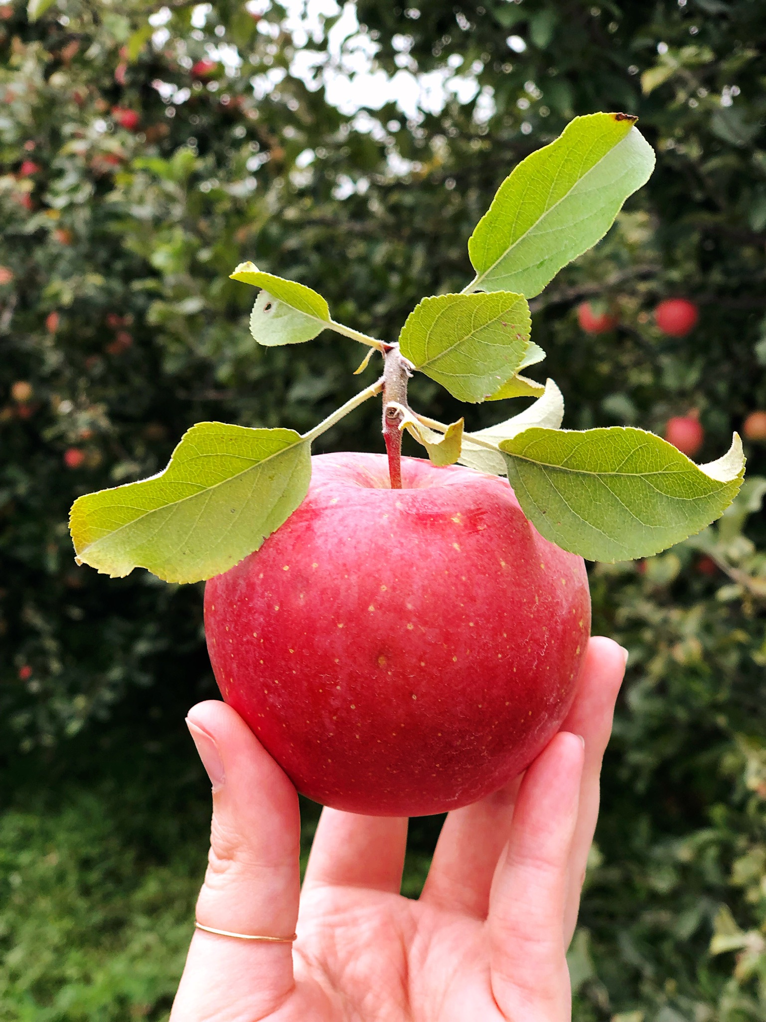 Apple Picking