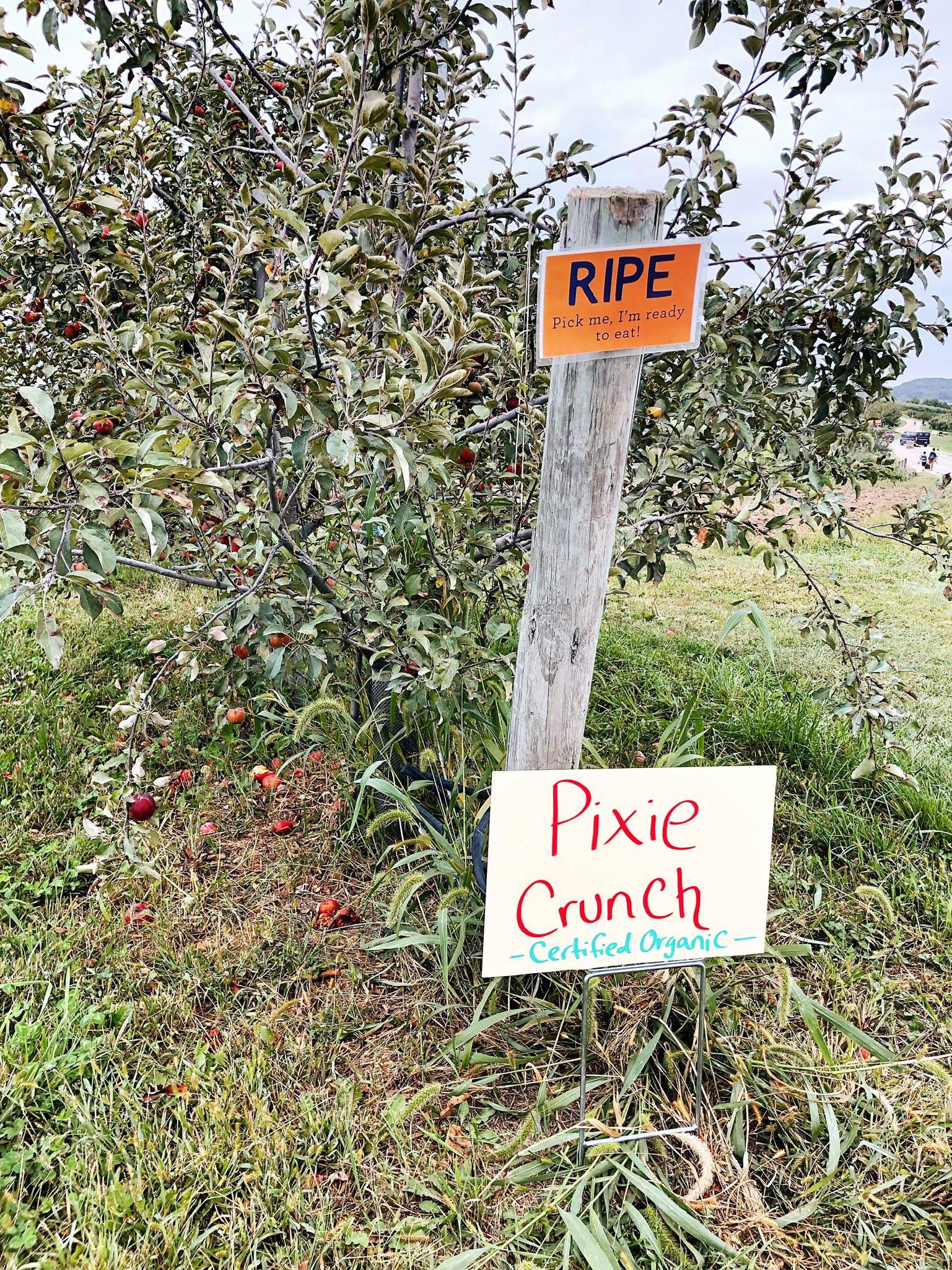 Apple Picking at Fishkill Farms