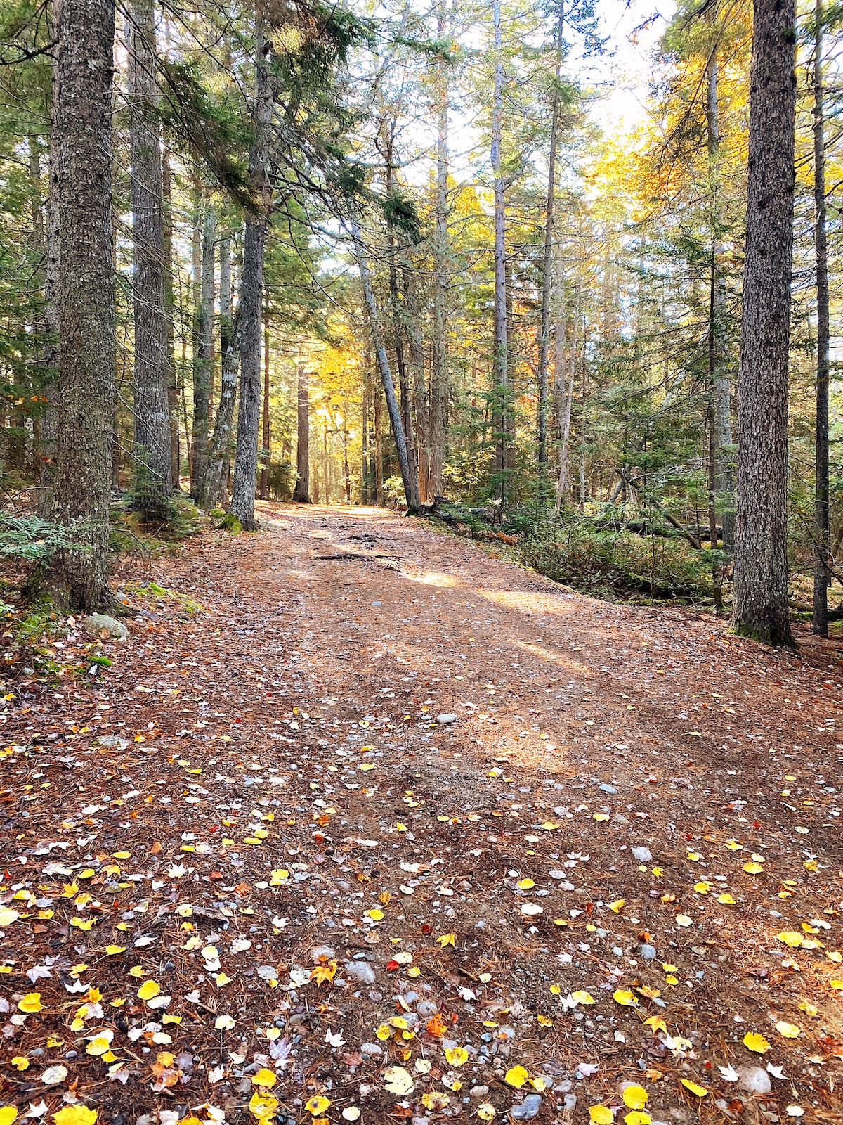 Bar Harbor, Maine | Travel Diary