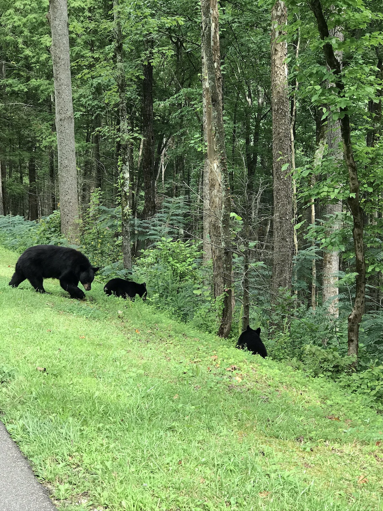 Smoky Mountains | Travel Diary