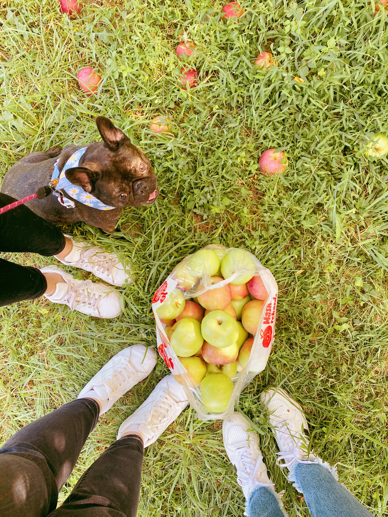 Apple Picking at Warwick Farm