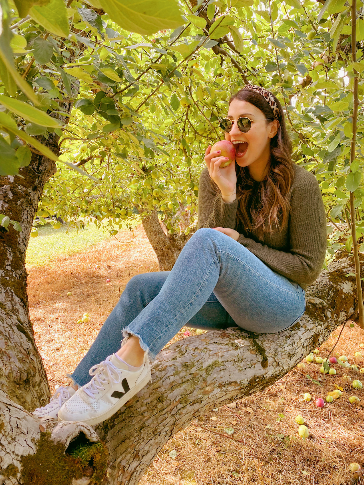 Apple Picking at Warwick Farm