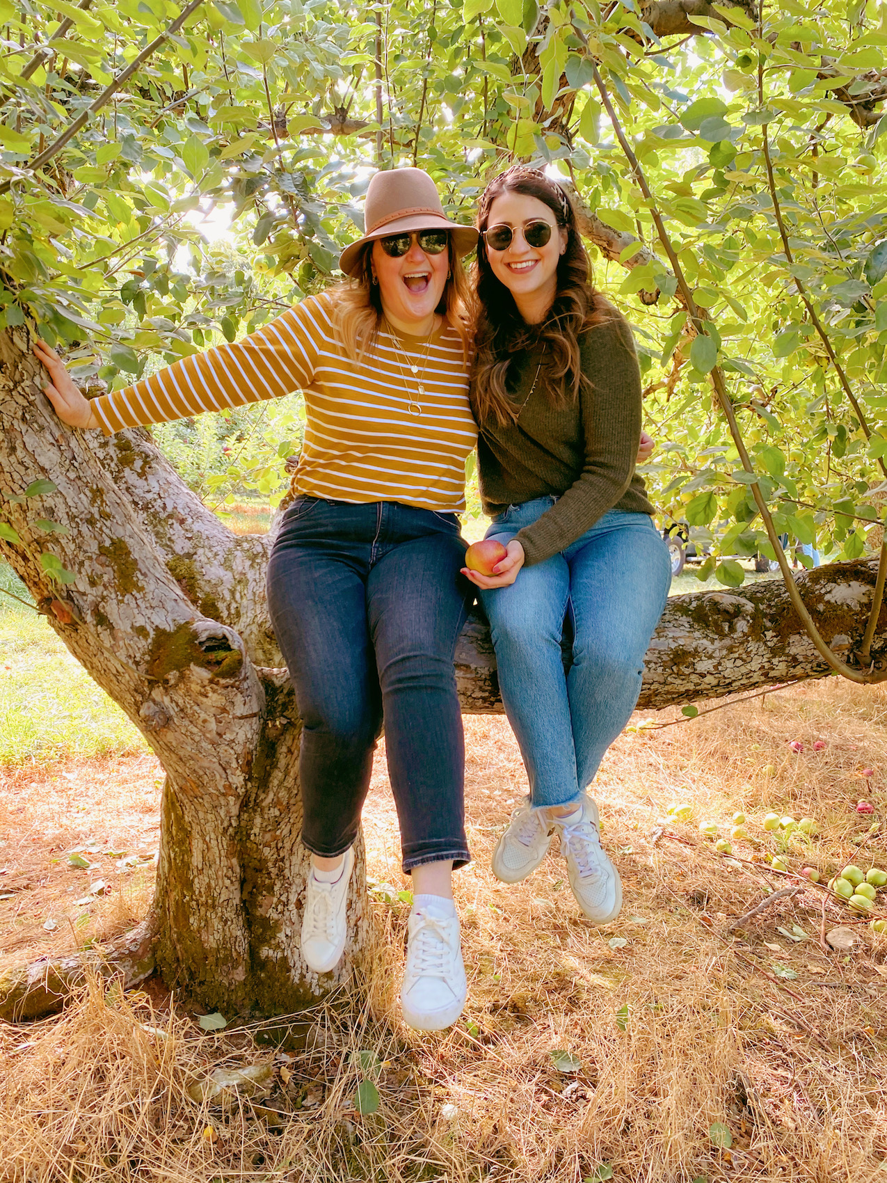 Apple Picking at Warwick Farm