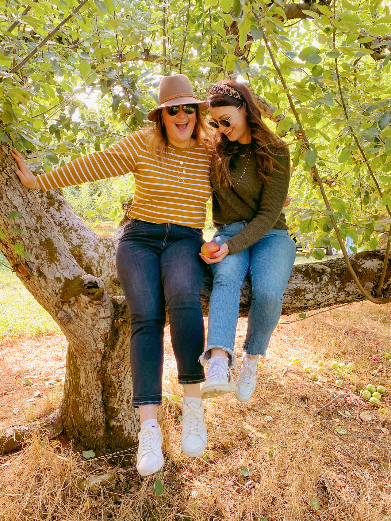 Apple Picking at Warwick Farm