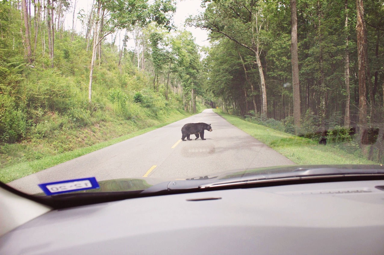 Smoky Mountains | Travel Diary