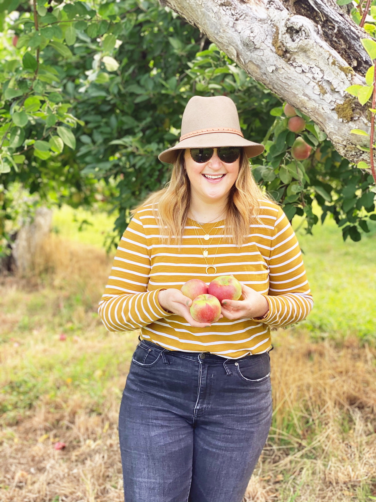 Apple Picking at Warwick Farm