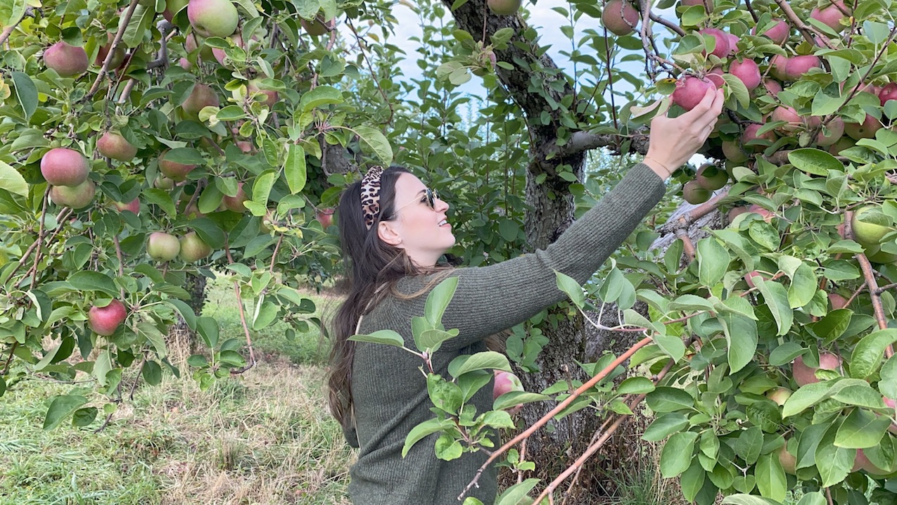 Apple Picking at Warwick Farm