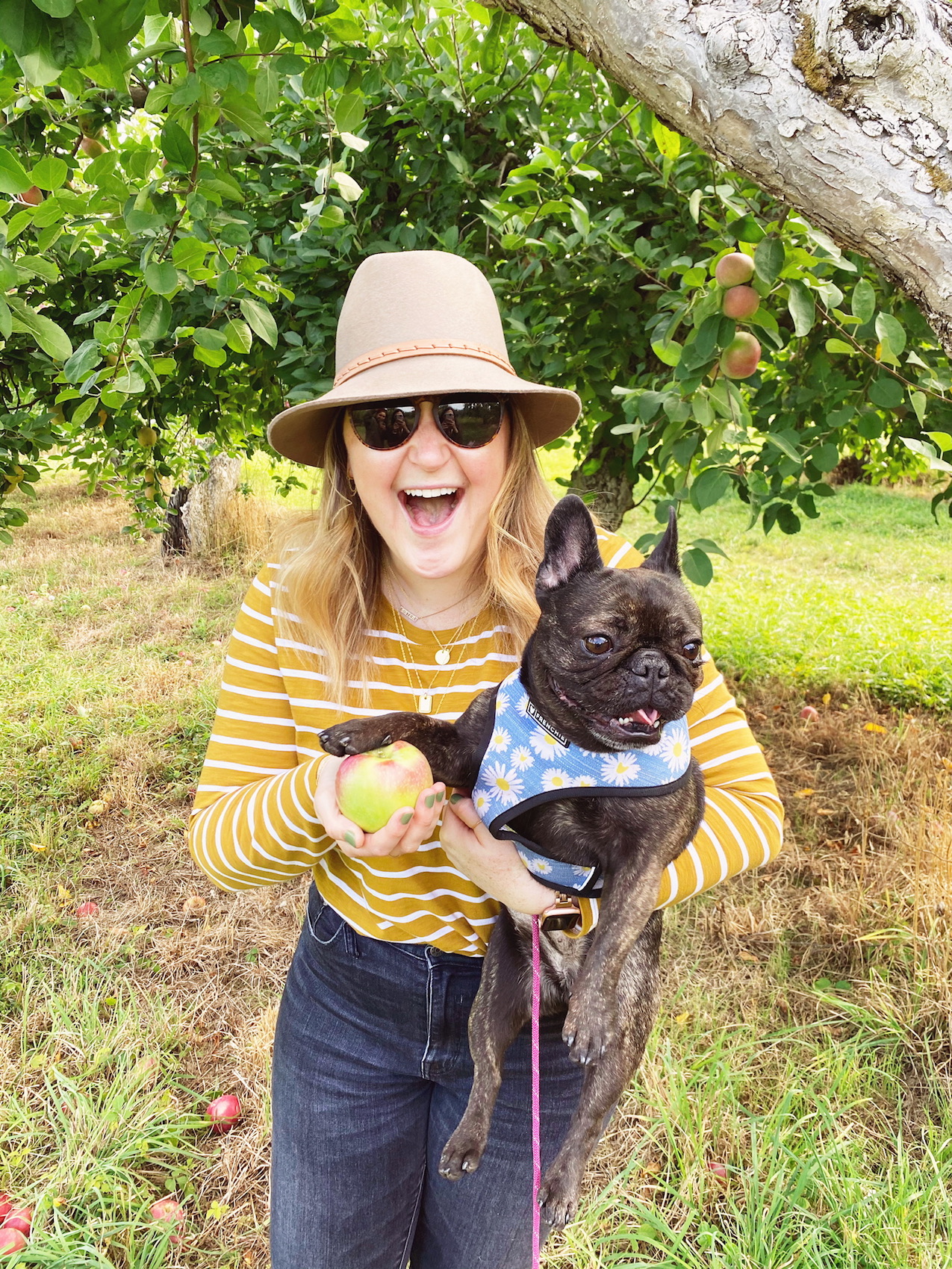 Apple Picking at Warwick Farm