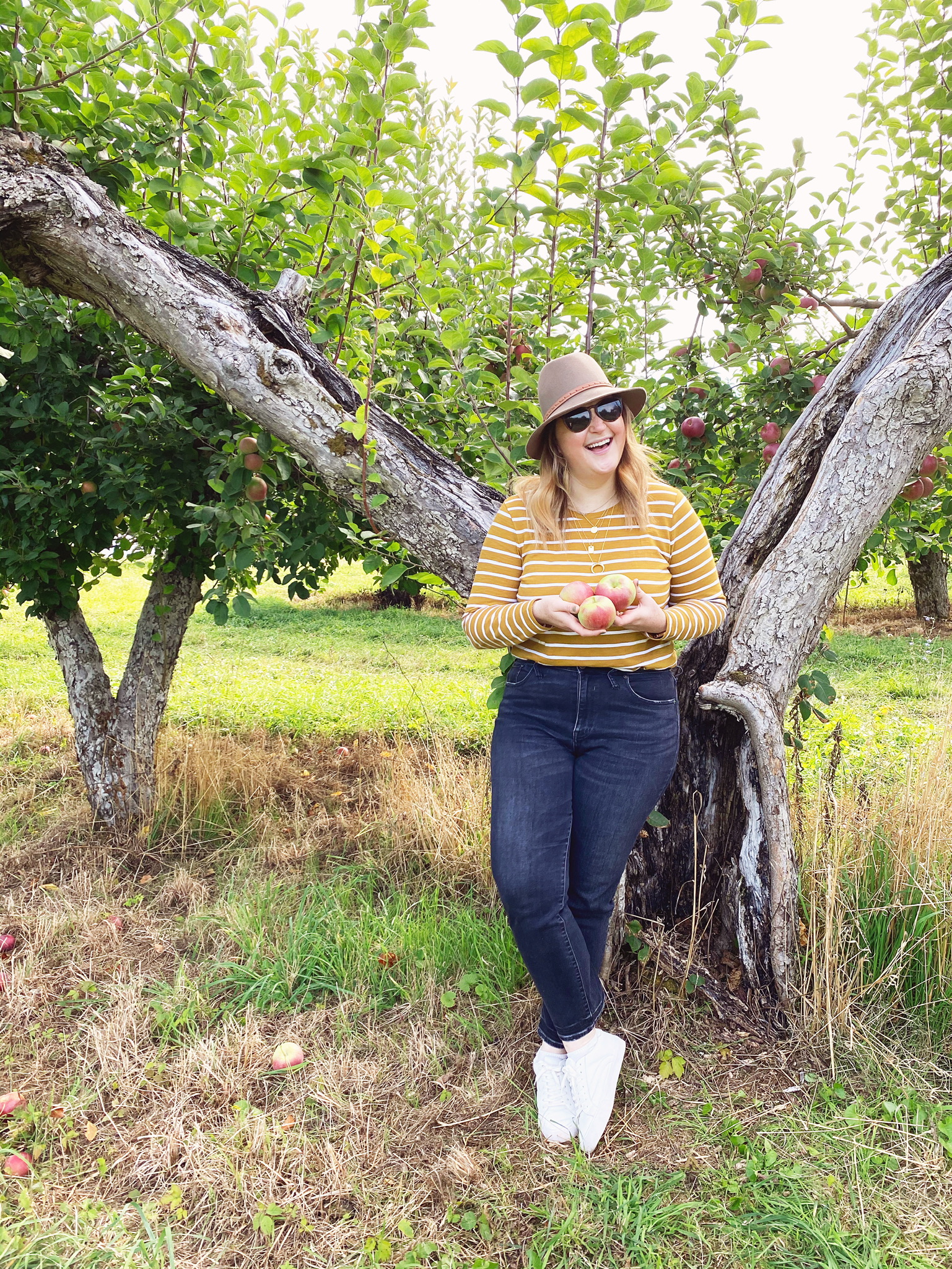 Apple Picking at Warwick Farm