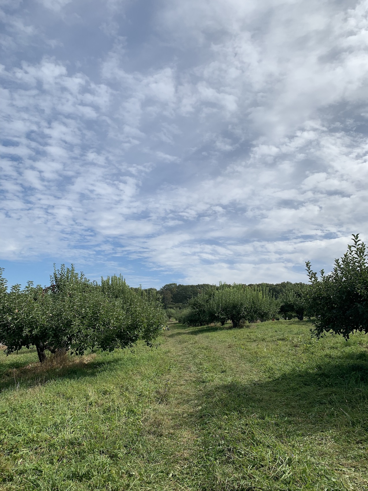 Apple Picking at Warwick Farm